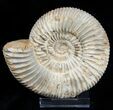 Inch Perisphinctes Ammonite - Jurassic #1947-1